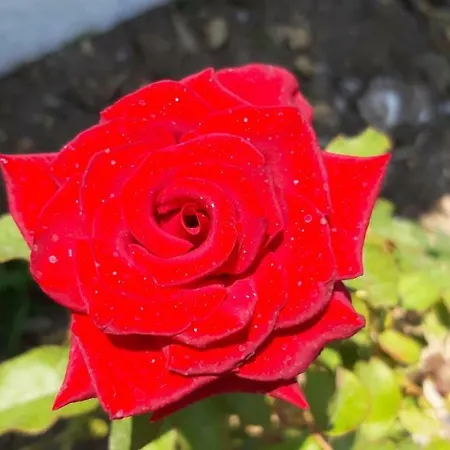 Villa Joanna's Seaside *