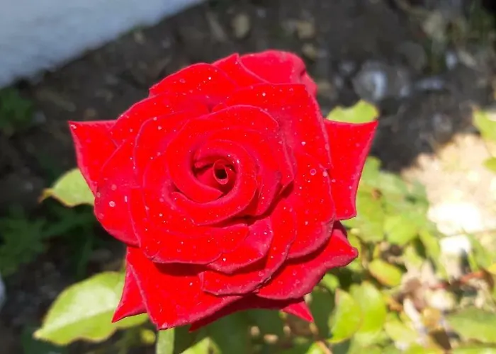 Vilă Joanna's Seaside *